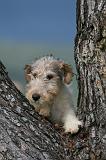 FOX TERRIER 708